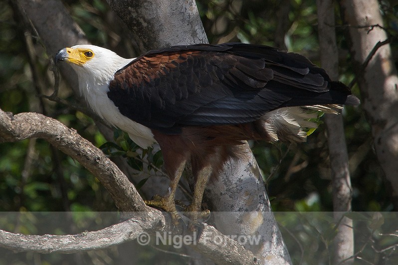 African Fish Eagle with fish in talons - African Fish Eagle