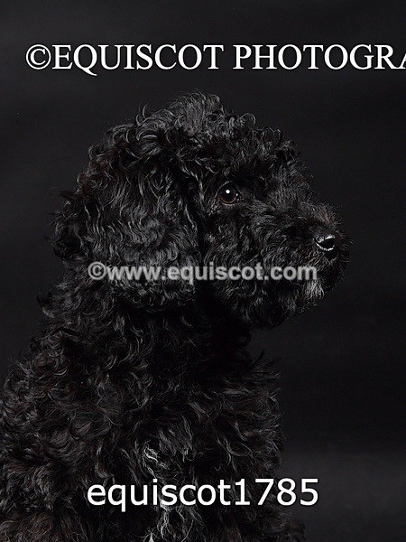 equiscot1785 - BONNIE