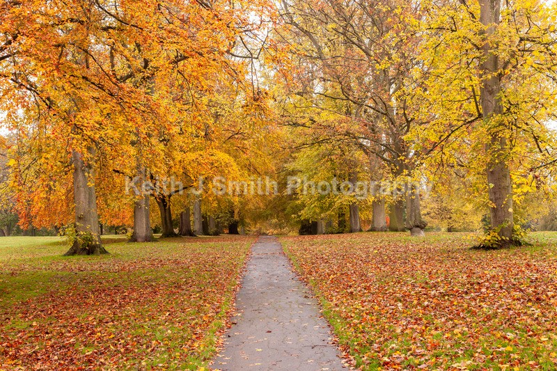 0SKJ0339 - Trees in Abington Park