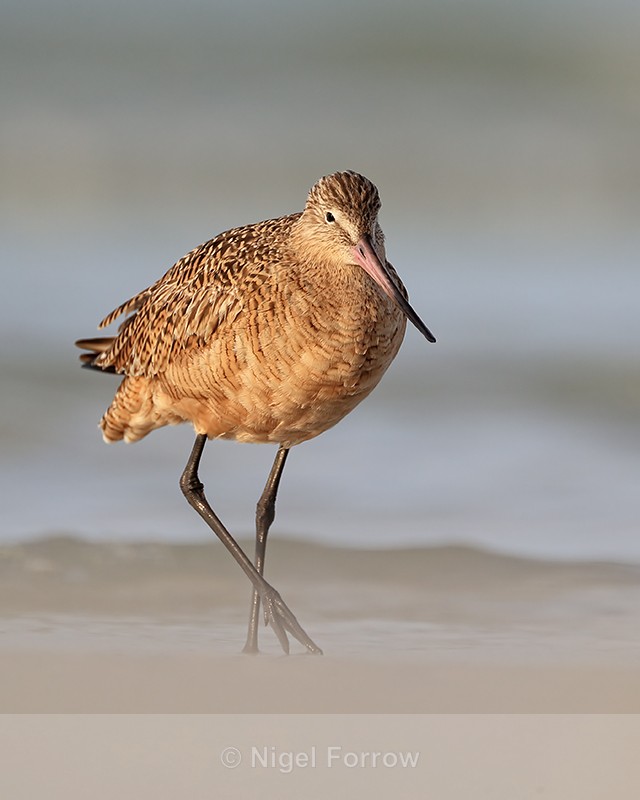 Marbled Godwit walks along beach, Fort De Soto Park, Florida - Marbled Godwit