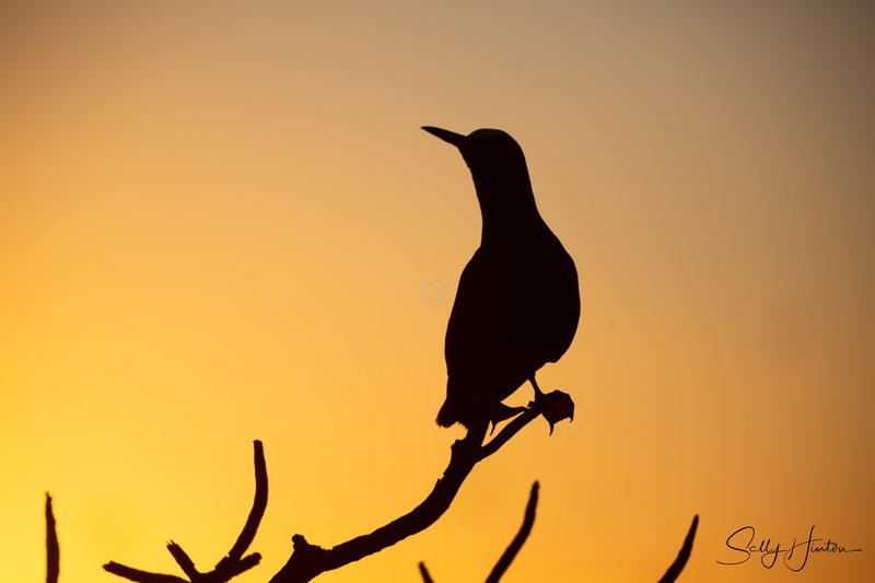 Noddy at Sunset