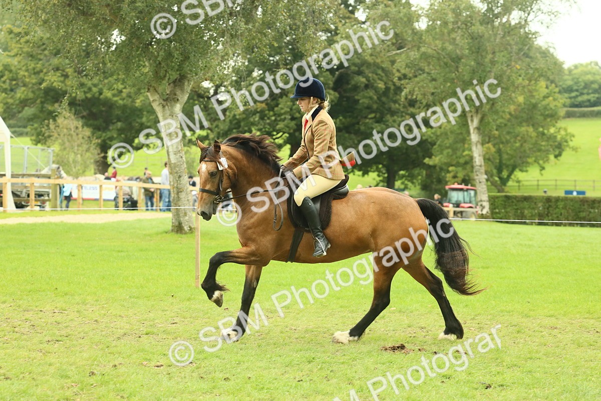 SBM_72144 - S60 - Mountain & Moorland Ridden Large Breeds