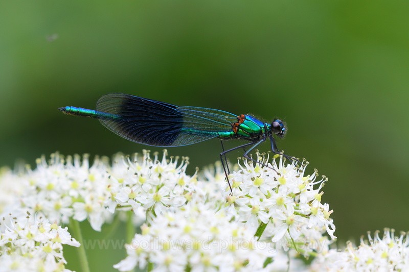 Banded Demoiselle feeding on cow parsnip - macro and nature.