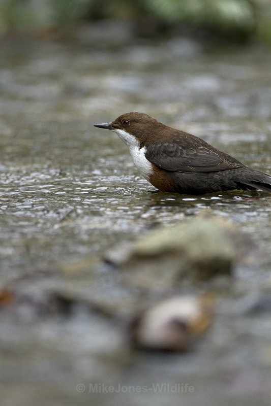 DIPPERS - DIPPERS