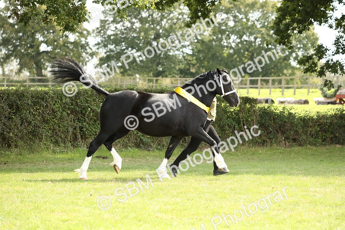 SBM_66304 - In Hand Pony & Youngstock Supreme Championship