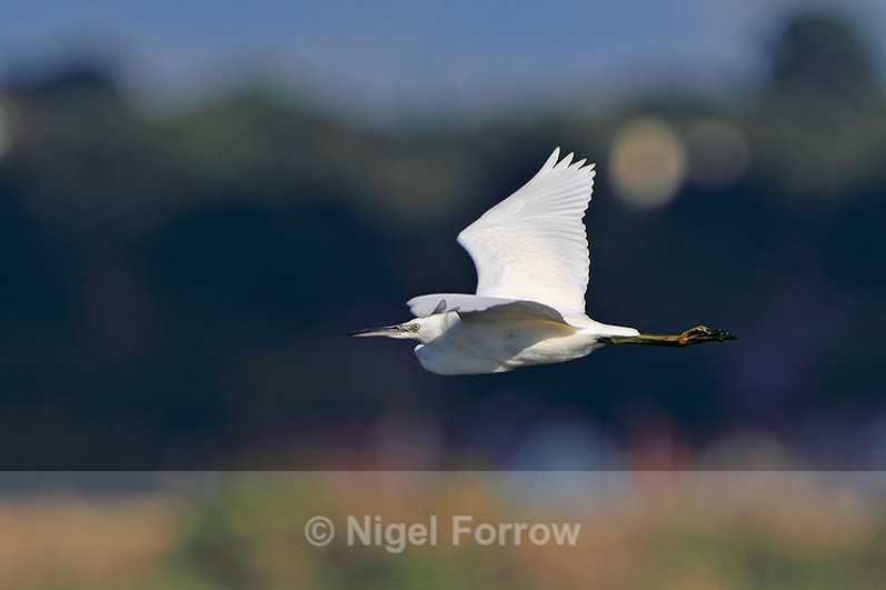 Little Egret in flight above the Brownsea Island lagoon - Little Egret