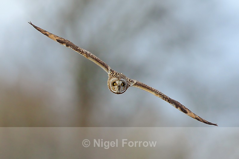 Short-eared Owl head-on, Hawling, Gloucestershire - Short-eared Owl