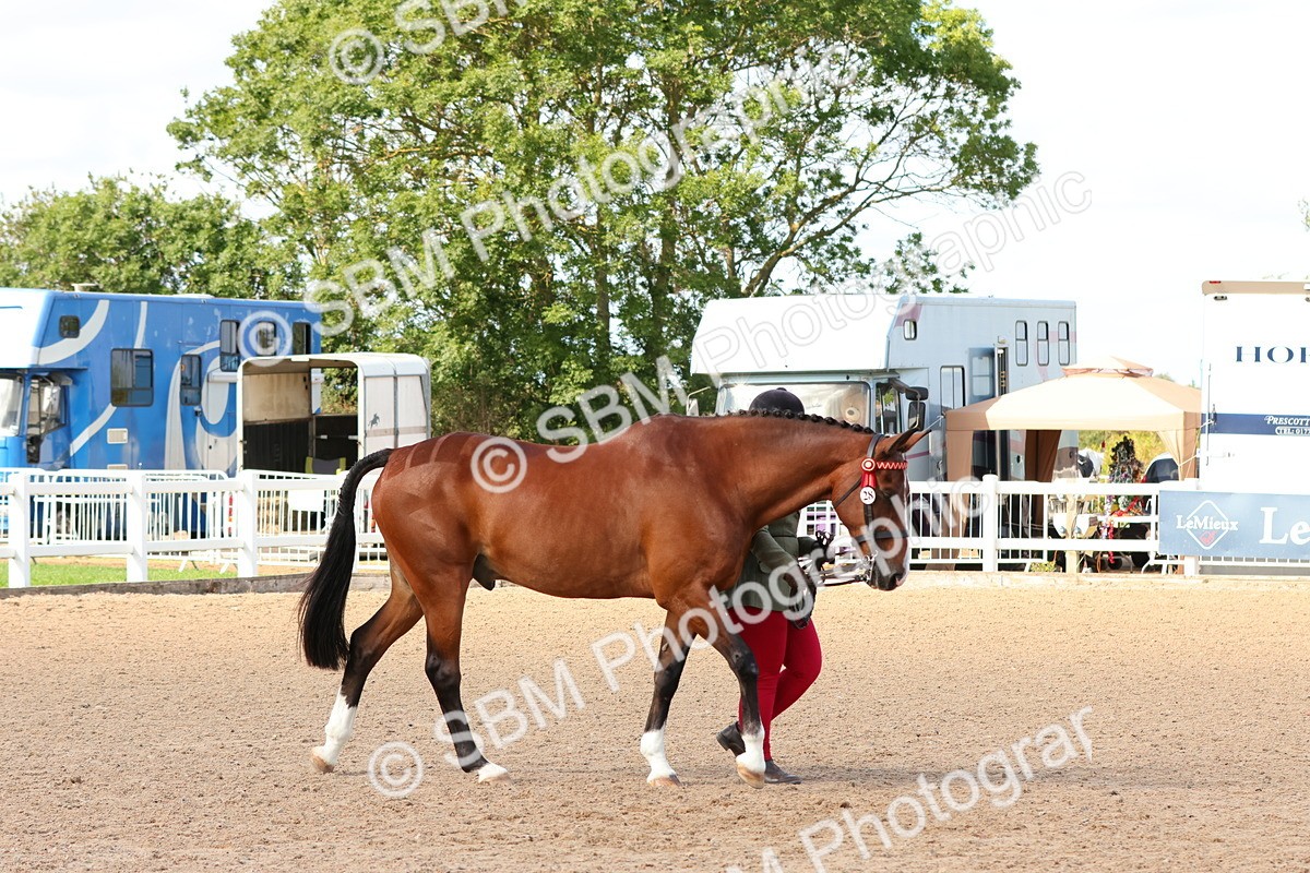 SBM_11135 - Class 208 - IH Veteran Horse