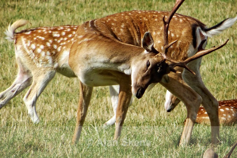 DSC00301 - Fauna