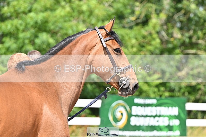 240718A-105244-01103 - Trot Up 12pm to 1pm