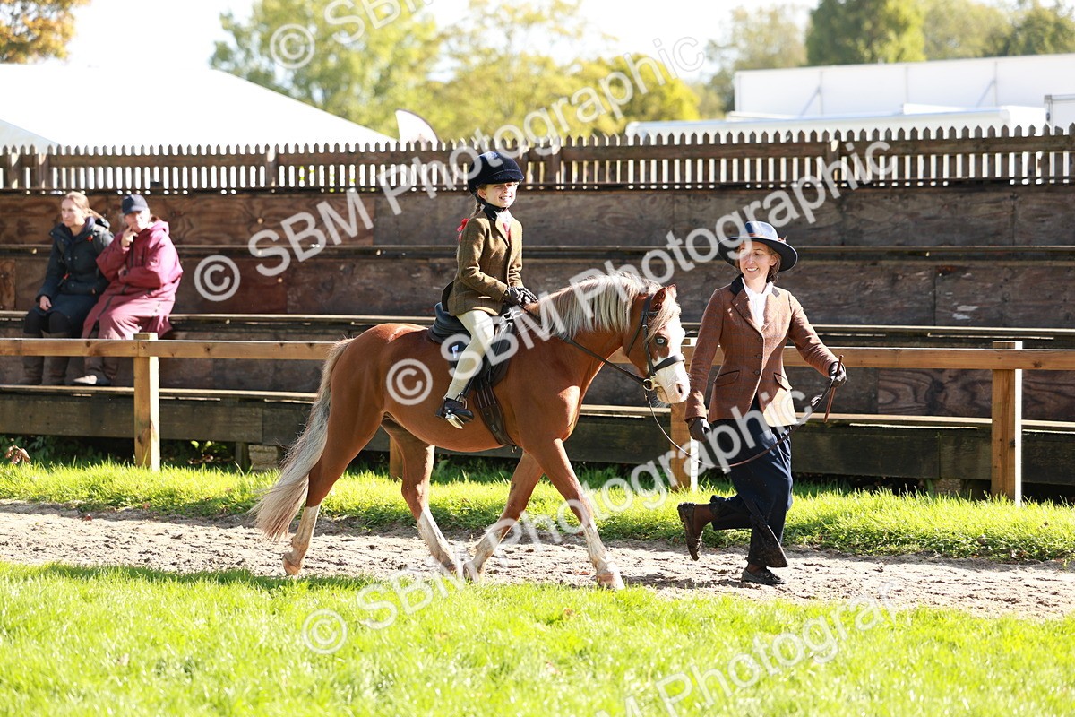 SBM_42149 - S32 - Mountain & Moorland Working Hunter Pony