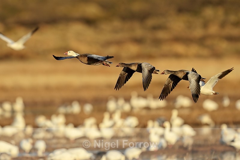 Snow Geese (dark morph) flying, Bosque del Apache, New Mexico - Snow Goose
