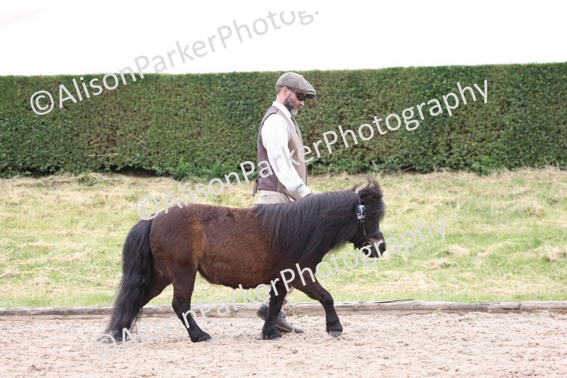 20250524-0420 - Class 5 - Minitures and Sheltands