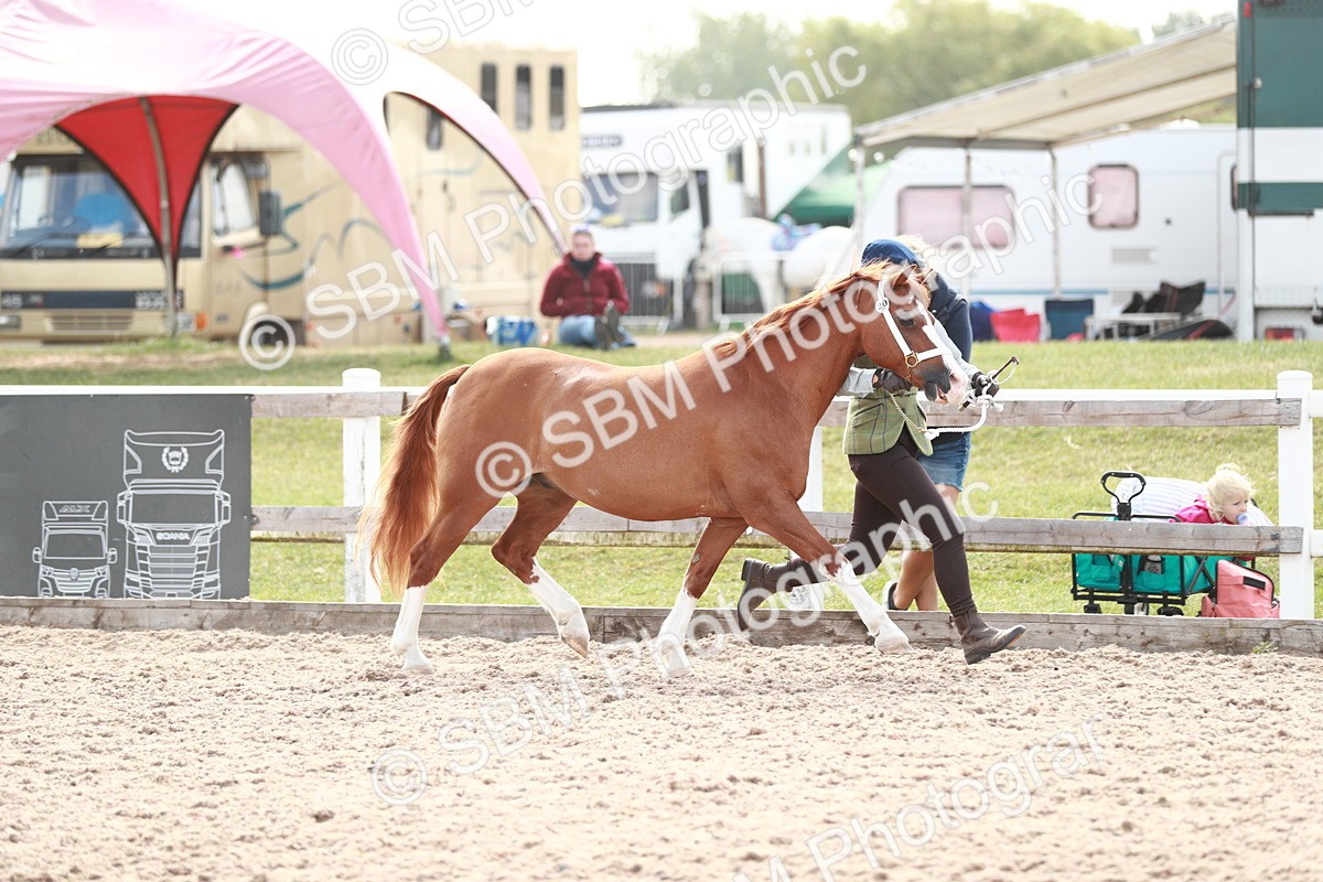 SBM_13874 - Class 209 IH Veteran Pony