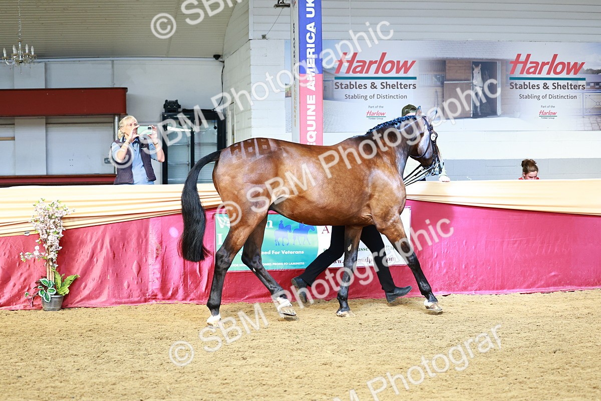 SBM_23036 - Class 903 - Supreme Final - IH Pre Vet