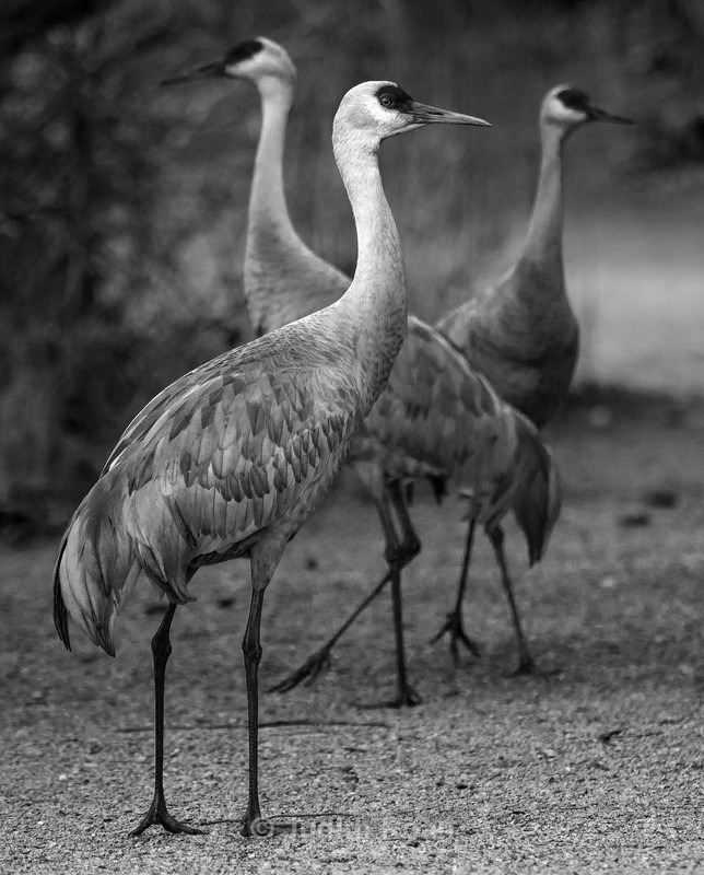 Sandhill Crane trio - Reifel Refuge