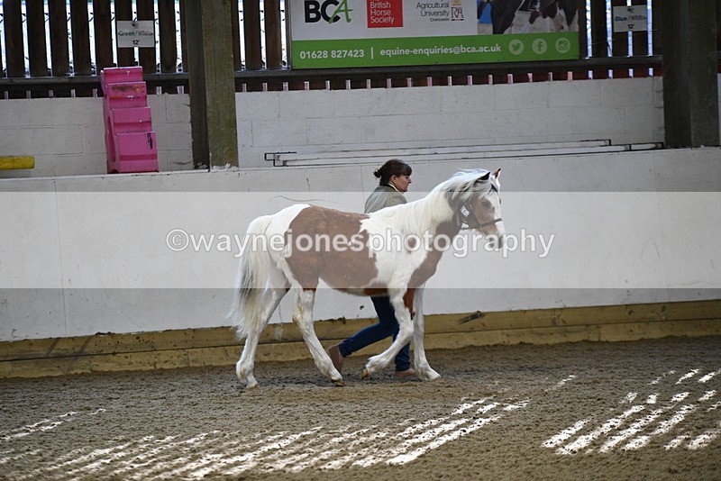 WJ5_3363 - Class 1 Youngstock