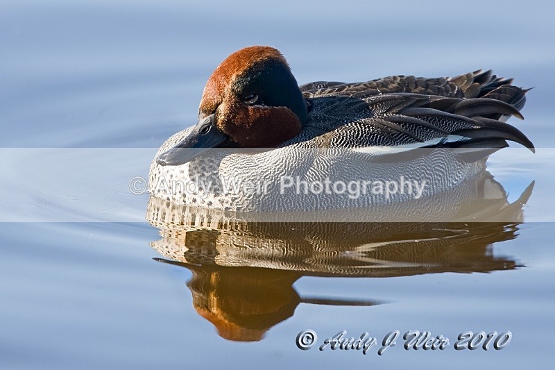 20100307-Teal - Teal