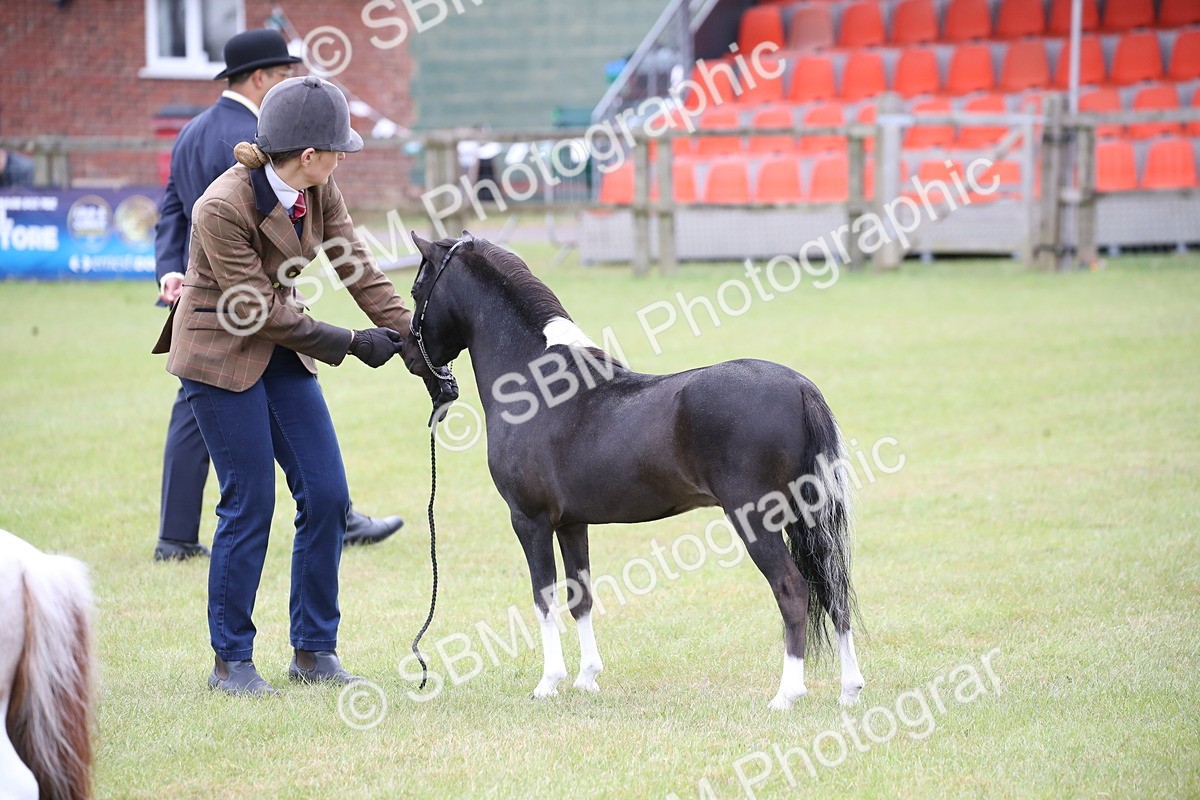 SBM_03825 - Class 23-25 - British Miniature Horse of the Year