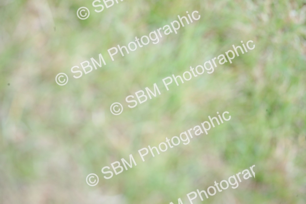 SBM_03543 - Class 23-25 - British Miniature Horse of the Year