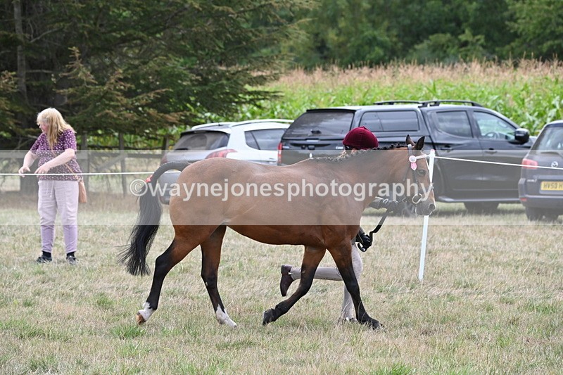 WJ6_6183 - Class 19 In-hand Veterans (Uploaded correct folder)