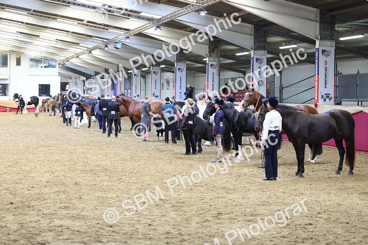 SBM_22995 - Class 903 - Supreme Final - IH Pre Vet