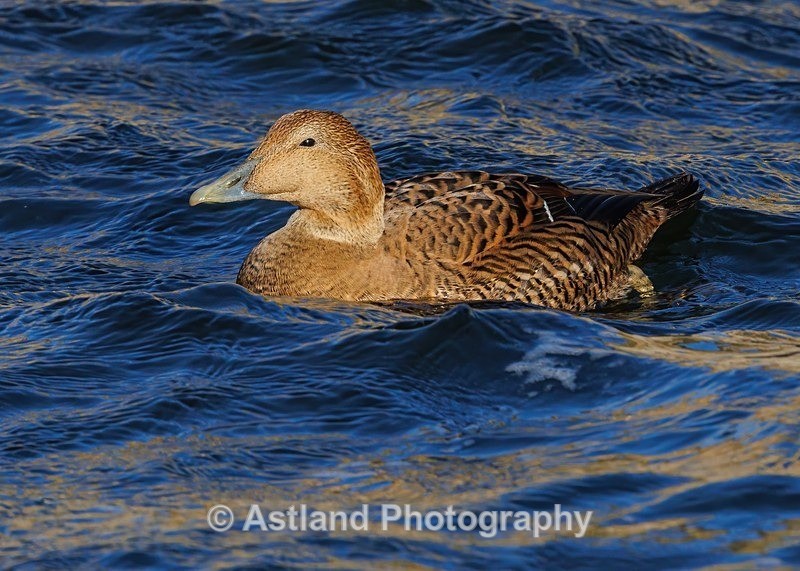 Eider Duck - Latest Images
