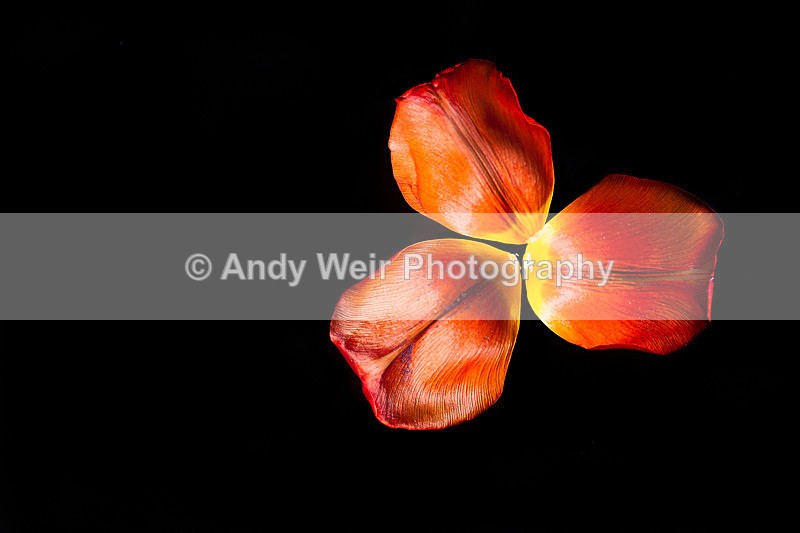 Three - Miscellaneous Photographs