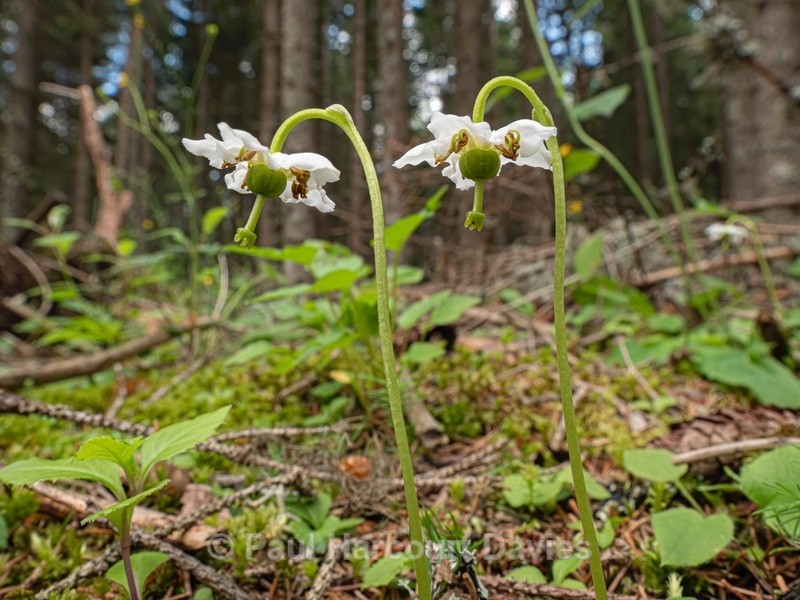 One-flowered wintergreen (Moneses uniflora) - Flowers in the Landscape