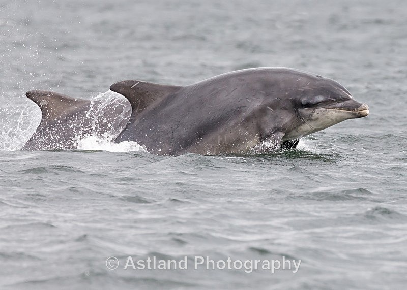 Astland Photography, Bird and Wildlife Images, Susan and Peter Wilson, U.K.
