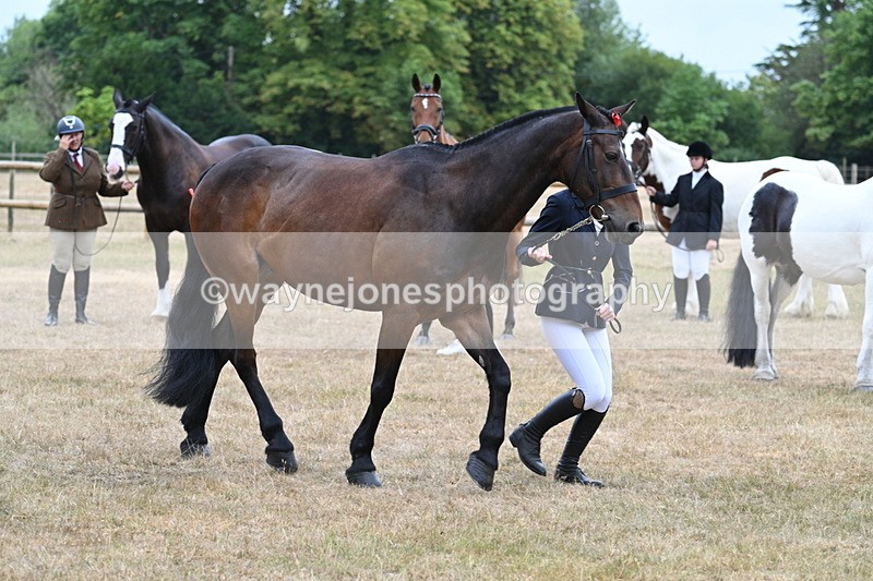 WJ7_9795 - Class 5a Most Handsome Gelding (above 14.2hh)