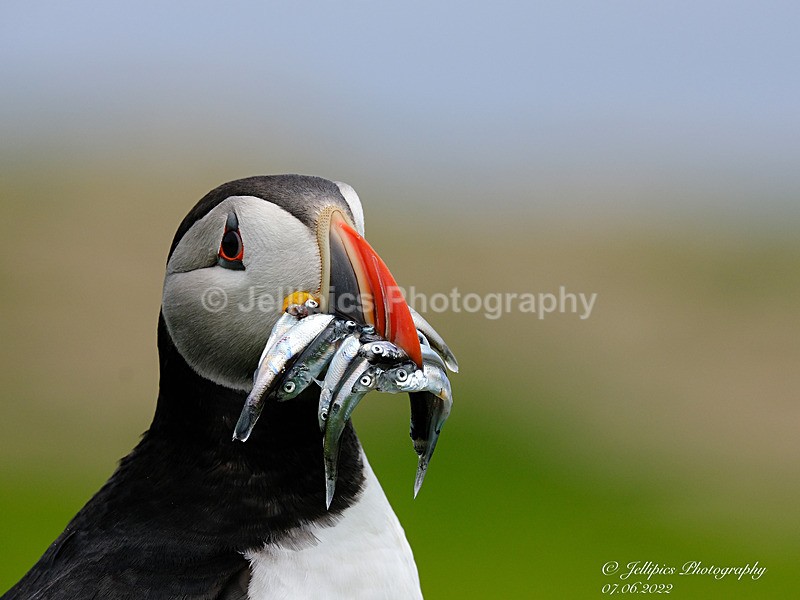  - Wildlife and Nature