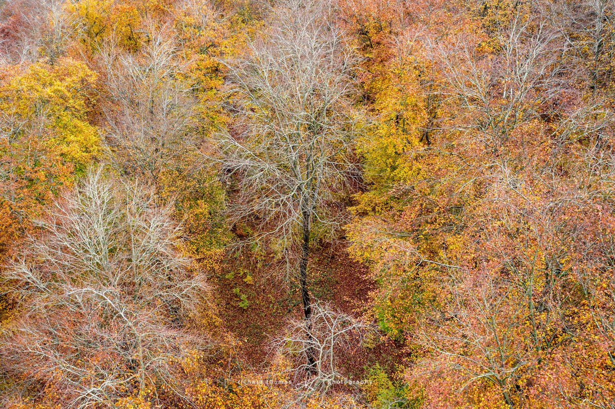 Clearly Autumn - FROM ABOVE