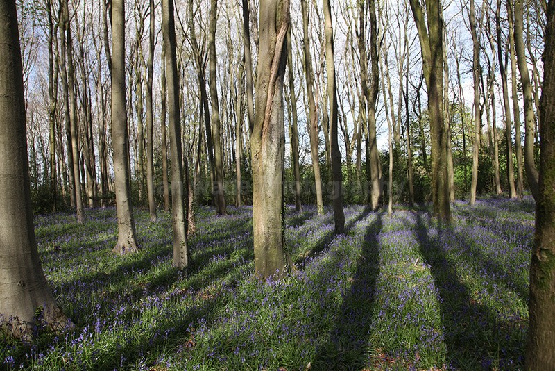  - Woodland scenes & flowers