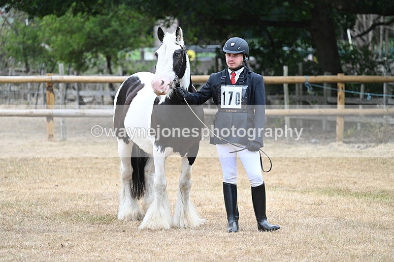 WJ7_9563 - Class 5 Most Handsome Gelding (up to 14.2hh)