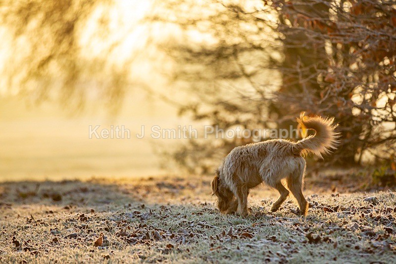 2KJS1195 - Dogs in Abington Park