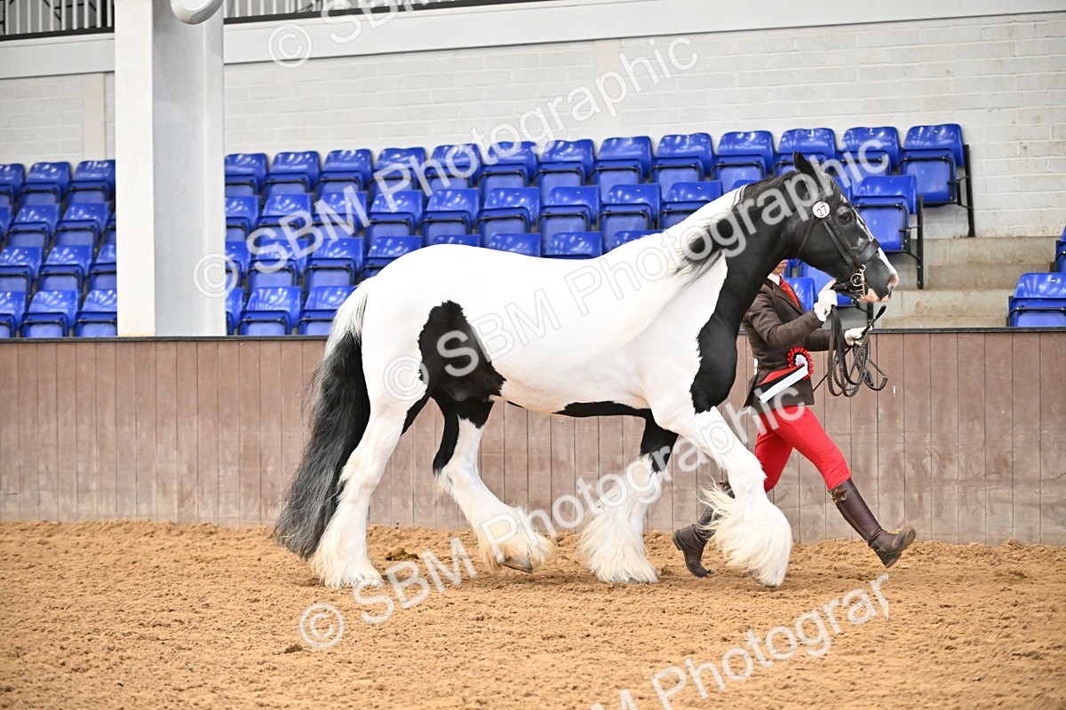 SBM_000729 - Class 14 - SSADL In Hand Championships