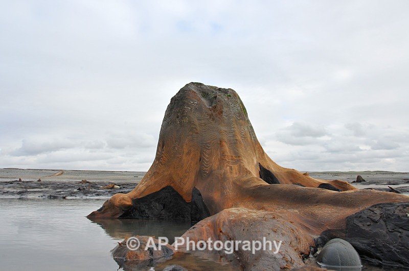 Borth-Sunken Forest-ACP_0974 - Borth