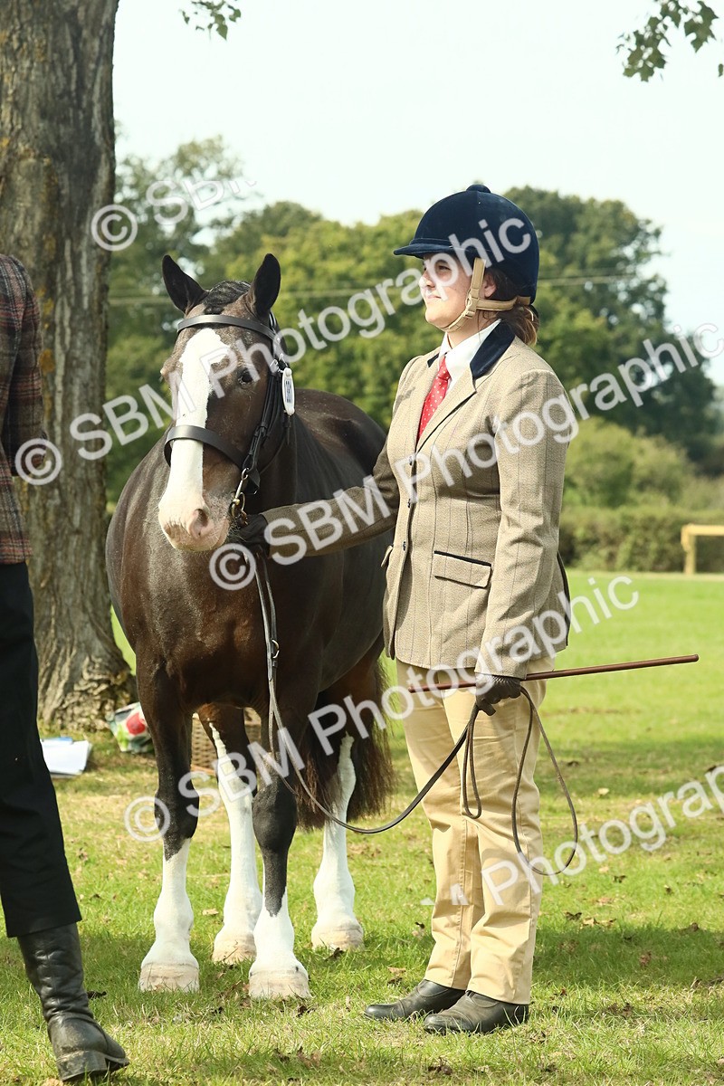 SBM_66768 - S34 - Rehabilitated Rescue Horse & Pony In Hand & Ridden