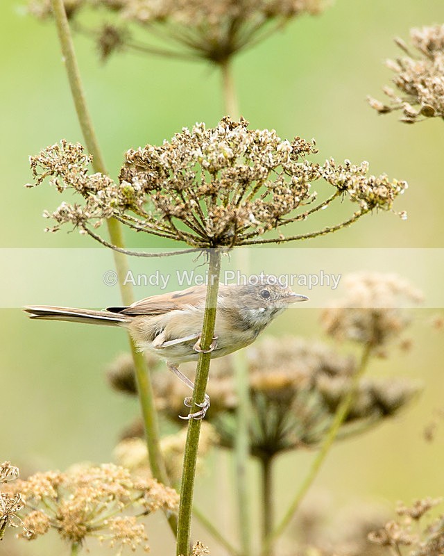 20130721-3K8A5094 - Whitethroat