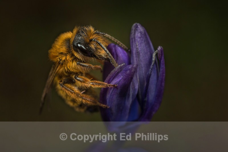 Andrena nigroaenea (m)