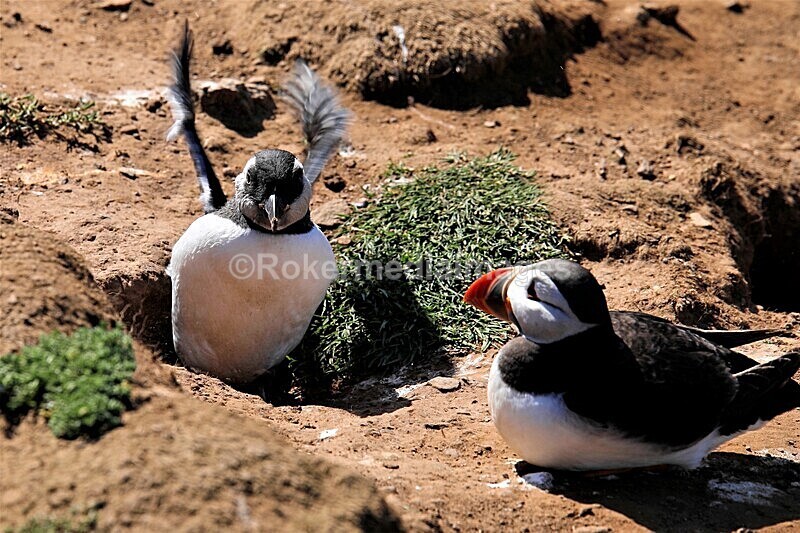 _56A7025 - Skomer 2019