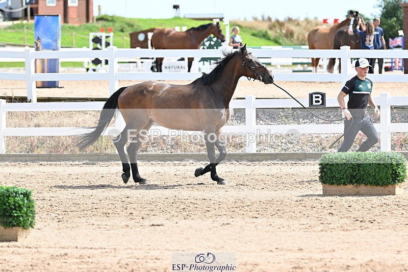 240717A-151123-02618 - Trot Up 3pm to 4pm