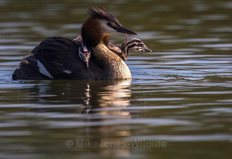 Great Crested Grebe chicks(Humbugs) - Grest Crested Grebe chicks (Humbugs)