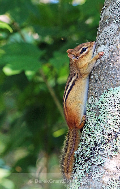 Eastern Chipmunk - Mammals, Reptiles & Amphibians
