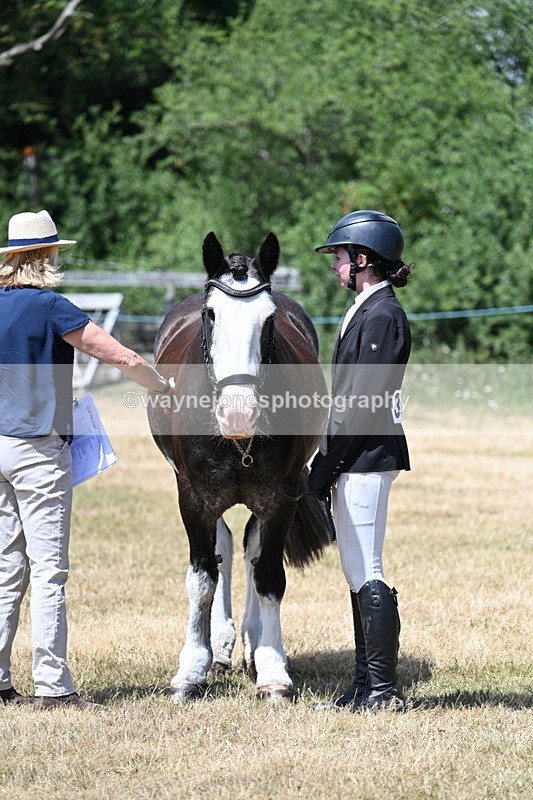 WJ7_2406 - Class 5a Most Handsome Gelding in hand (above 14.2hh)