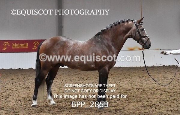 BPP_2853 - LOOSE JUMPING / SPSS
