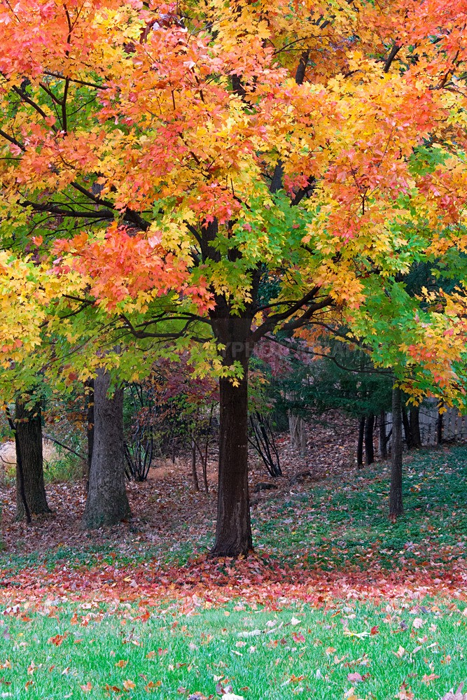 _WDB3106 - Trees