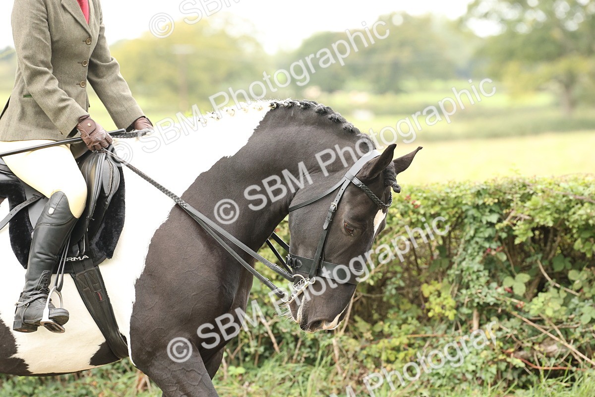 SBM_67202 - S67 - Piebald & Skewbald Horse Ridden