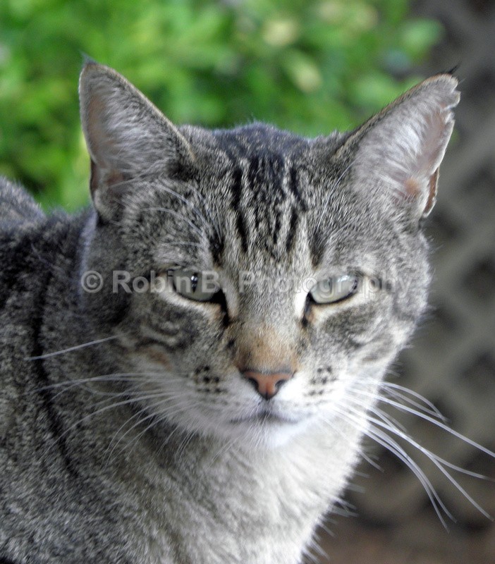  - animals and wildlife